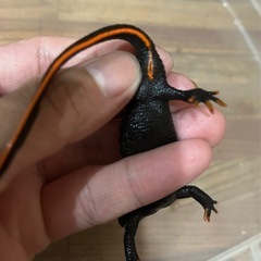 ジーグラーイボイモリ♂の画像