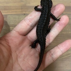 ジーグラーイボイモリ♂の画像