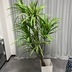 ランキングキーワードに紐づく投稿画像-観葉植物