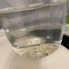 エビたくさん！メダカ1匹の画像
