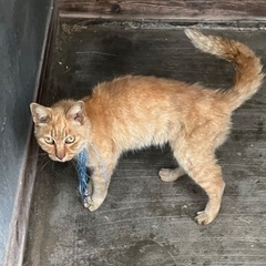 里親募集　半野良です