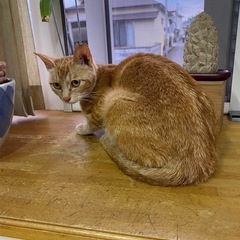 🐈一歳の新米ママ猫🐈