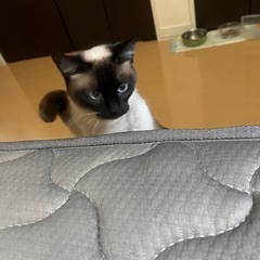 引っ越しの為猫大切にしてくれる人にあげます