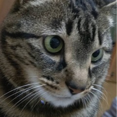 一時預り、若しくは譲渡でお願い致します