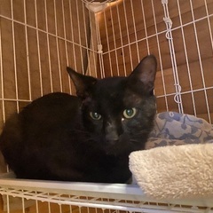 【里親さん募集】人懐っこい黒猫ちゃんに、あたたかいお家を探しています。