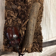 カブト虫　オス、メス