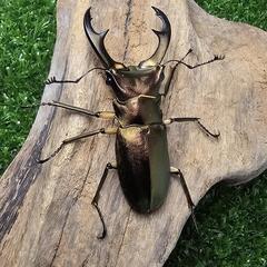 エラフスホソアカクワガタ【成虫オス単】の画像