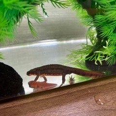 アカハライモリ