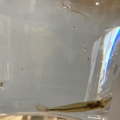 えび（熱帯魚）の画像