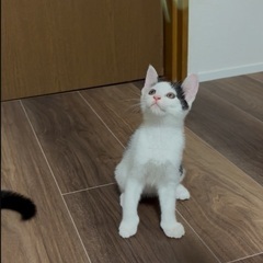 白黒猫のあまね約2ヶ月です