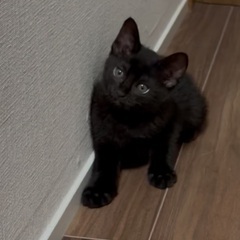 黒猫のつゆ約2ヶ月(写真更新しました)
