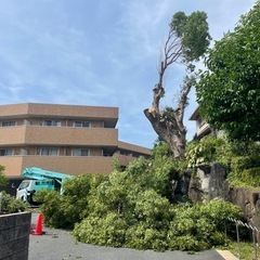 10m以上の高い木、伐採します！奈良全域 - 地元のお店