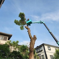 10m以上の高い木、伐採します！奈良全域 - 剪定/造園