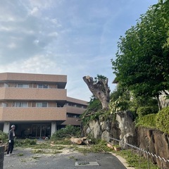 10m以上の高い木、伐採します！奈良全域 - 奈良市