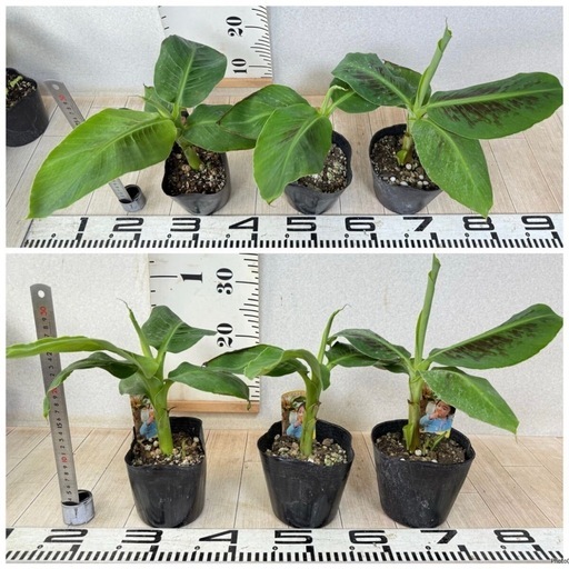 【植物】《まとめ売り》バナナ苗 12株