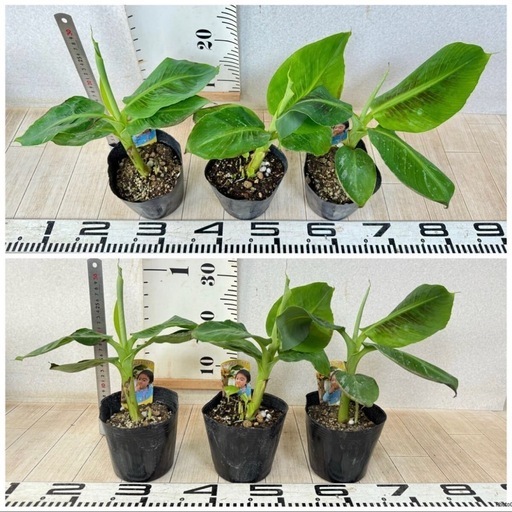 【植物】《まとめ売り》バナナ苗 12株