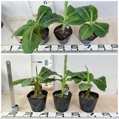 【植物】バナナ苗 ドワーフモンキーの画像