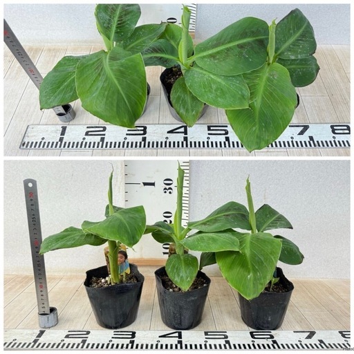 【植物】《まとめ売り》バナナ苗 12株