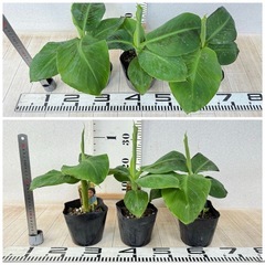 【植物】バナナ苗 ドワーフモンキーの画像
