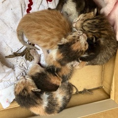 里親募集
