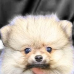 ポメラニアン