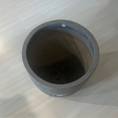 鉢　観葉植物　大型の画像