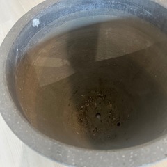 鉢　観葉植物　大型の画像