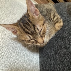 メス猫