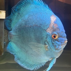 ブルーダイヤモンドディスカス　ペアの画像