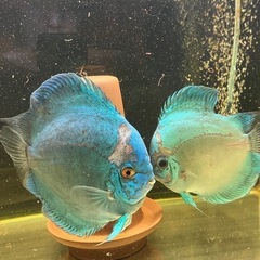 ブルーダイヤモンドディスカス　ペアの画像