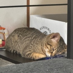 オス猫