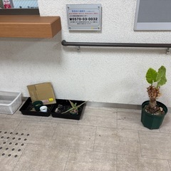 観葉植物早い物がち（残りわずか）