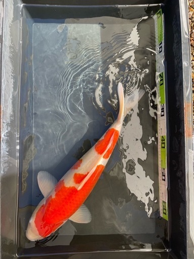 商談成立しました。　錦鯉 2本 50㎝以上 紅白  