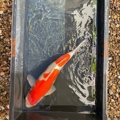 商談中　錦鯉 2本 50㎝以上 紅白  の画像