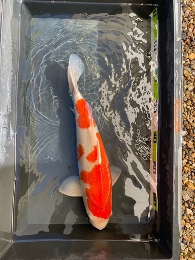 商談成立しました。　錦鯉 2本 50㎝以上 紅白