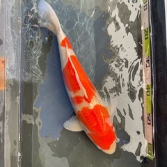 商談中　錦鯉 2本 50㎝以上 紅白  の画像
