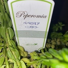 観葉植物　多肉植物　ペペロミアの画像