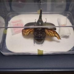 ヘラクレスオオカブトオス展翅標本　インテリアに!の画像