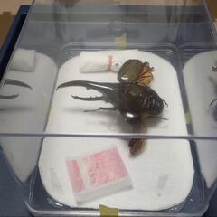 ヘラクレスオオカブトオス展翅標本　インテリアに!の画像