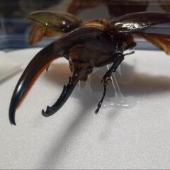 ヘラクレスオオカブトオス展翅標本　インテリアに!