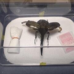 ヘラクレスオオカブトオス展翅標本　インテリアに!の画像