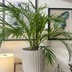 ランキングキーワードに紐づく投稿画像-観葉植物