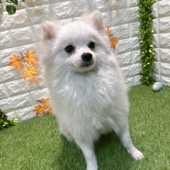 ポメラニアン（一歳）