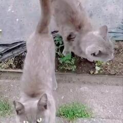 ブルーソリッド　オス　その1