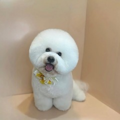 トリミング　4500円〜