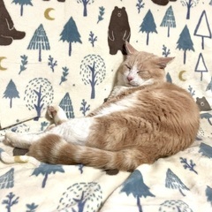 大きなクリーム猫の里親になってください！