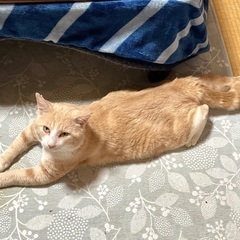 大きなクリーム猫の里親になってください！