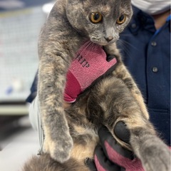 飼い主が失踪した部屋で見つかったサビ猫ちゃん