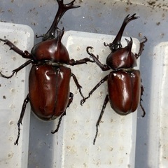パラワンオオヒラタ、スマトラオオヒラタ、国産オオクワガタ、赤い国産カブトムシなど昆虫セット、ケース等飼育用品の画像