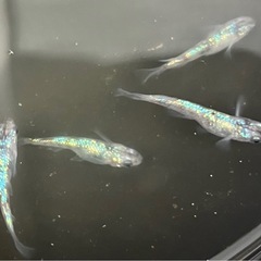 白ブチサファイアメダカ　ラメ